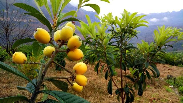 关于枇杷种植，掌握好习性和种植栽培方法，让每年都有一个好收成