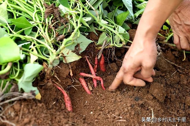 红薯什么时候种植最好？种植红薯要注意哪些问题？老农经验告诉你