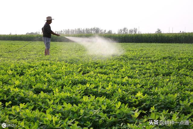 20年老农告诉你黑花生地膜覆盖高产栽培技术 学会种花生不求人