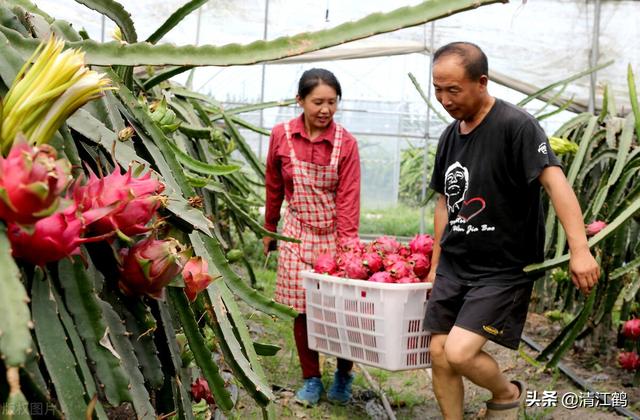 把控4个关键环节，火龙果“南果北种”一点儿也不难