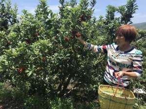 东魁杨梅种植要几年(舟山登步东魁杨梅上市了)