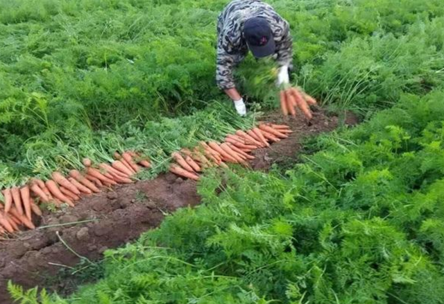 “一伏萝卜二伏菜”！7月份8种蔬菜可种植，易成活，产量高吃不完