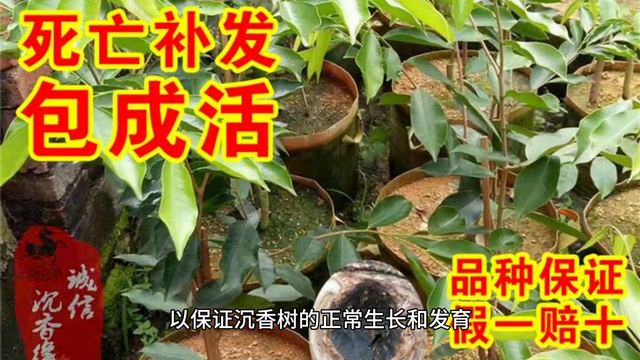 沉香种植及功效科普#抖音助农