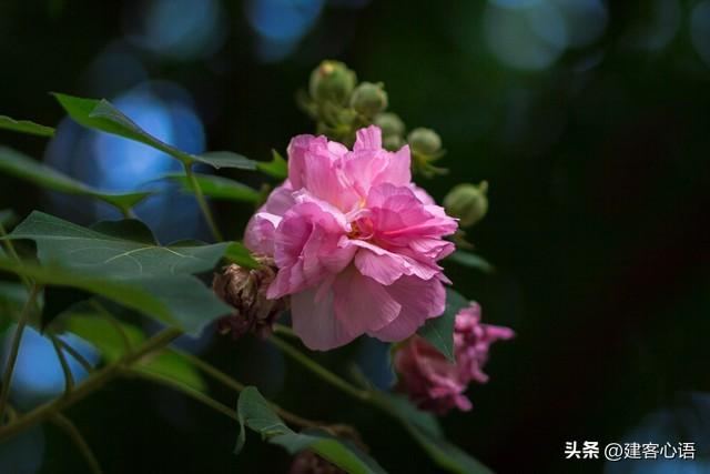 50种不同花卉的简要介绍