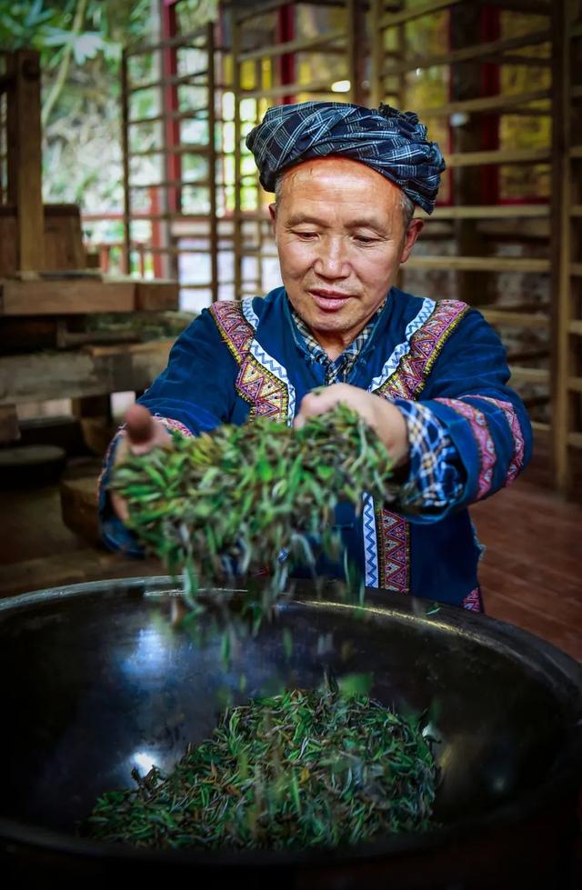 古茶起源在贵州丨望谟：茶界的“大熊猫”