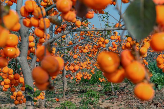 种植面积2028万亩产量3121.13万吨，它是当之无愧的水果王国