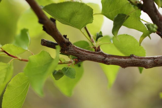 关于枇杷种植，掌握好习性和种植栽培方法，让每年都有一个好收成