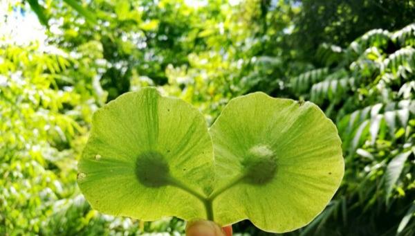 植物的翅果很有意思，可以了解一下