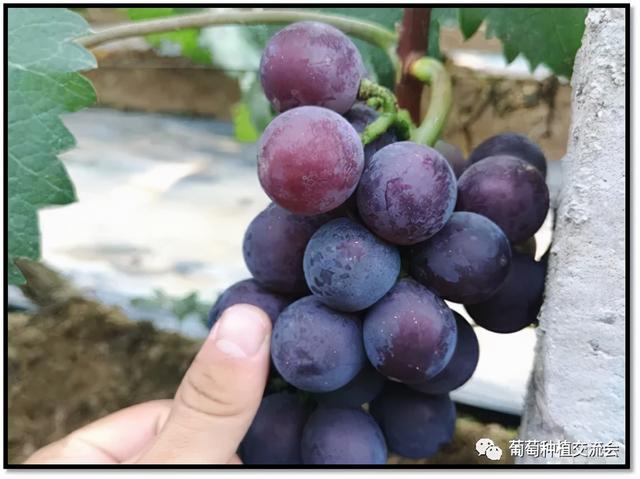 藤稔葡萄品种怎么样，种植时需要注意什么？