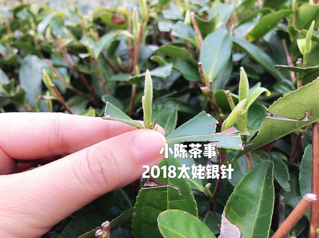 新手入门需要读懂的十大白茶基本常识，实用，可收藏阅读！