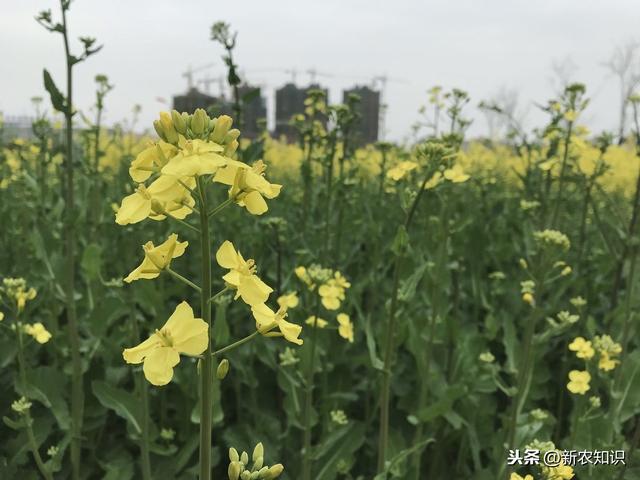 油菜种植，这六个要点，种植户们一定要知道！不妨来看看