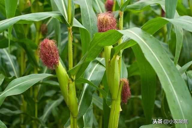 分享一个新疆春播玉米栽培关键技术，种植户快看看吧！值得学习