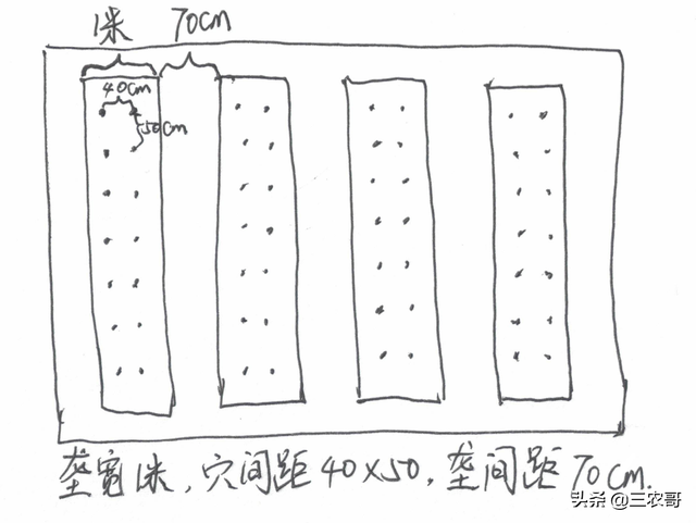 种植技术｜大幅提高豇豆产量的4个技术要点