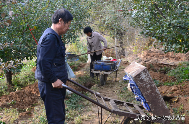 苹果园秋季底肥怎么施效果最好？注意这几点