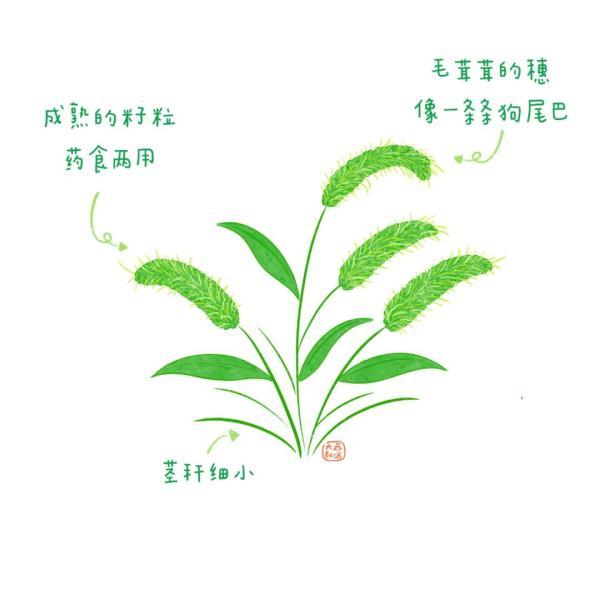 不认识花草？这份花草图鉴收好