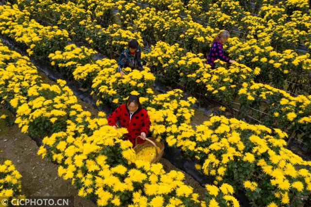 湖北保康：菊花种植助农增收