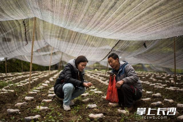 扶贫列传｜长沙女博士湘西龙山“种”蘑菇（视频）