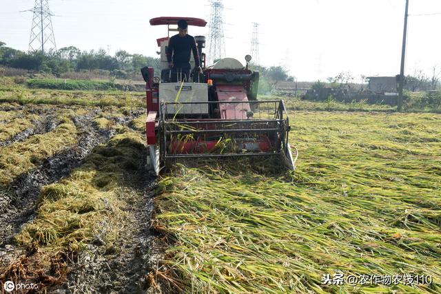 史上最实用、最接地气的水稻高产种植技术（种植大户看了不后悔）