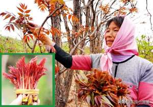 香泡种植(香椿如何繁殖育苗？2种枝条繁殖法、2种根系繁殖法，你选哪种？)