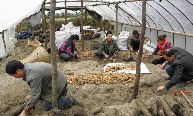 种植天麻市场风险小效益高，专家手把手教你栽天麻