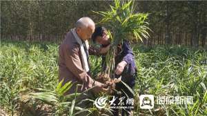 聊城哪里可以种植牙(聊城东阿：生姜种植托起村民美好“姜”来)