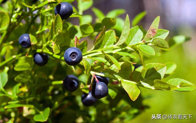 种植蓝莓效益虽高，但若忽视前期的3个关键选择，很难把蓝莓种好