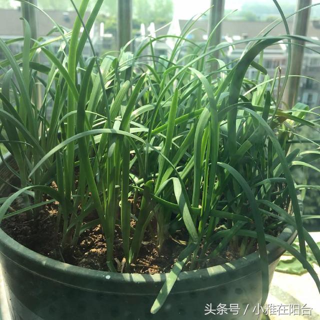 阳台花盆种韭菜，用一个小妙招，韭菜长的旺，叶子又宽又厚吃不完