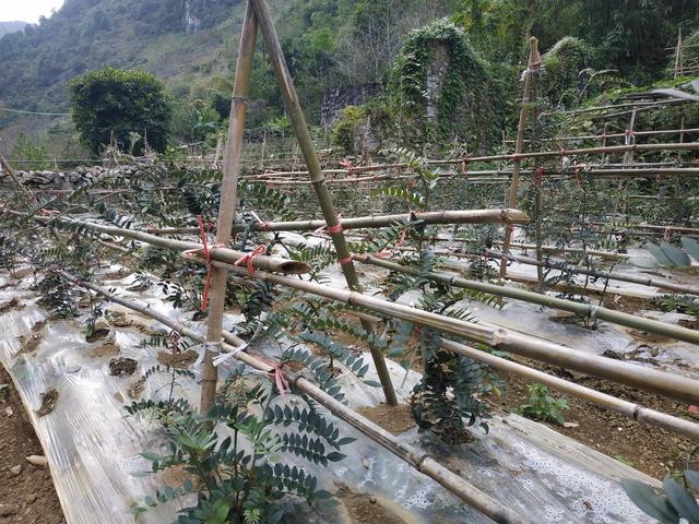 凤山林下中药材种植示范基地建设项目通过市级专家初审