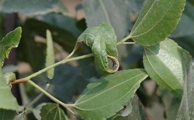 枣树种植很麻烦？掌握一项关键技术，保证大枣挂满枝头