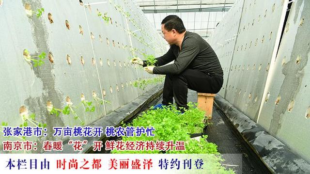 江苏24小时·滚动推送｜太仓市：气雾立体栽培芹菜一年收7茬 亩产5500公斤