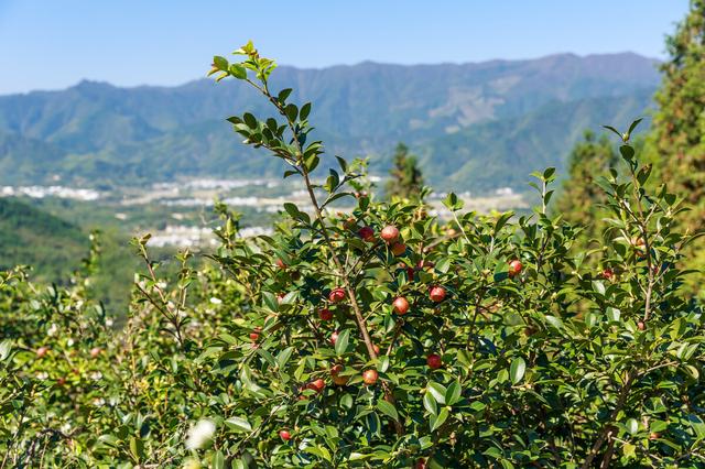 产量高：香花油茶的种植优势