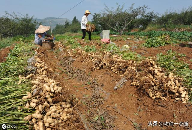 20年老农告诉你黑花生地膜覆盖高产栽培技术 学会种花生不求人