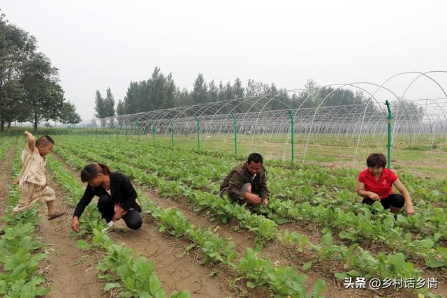 种植萝卜、胡萝卜和白菜，起垄和平地哪个好？原来一直都做错了