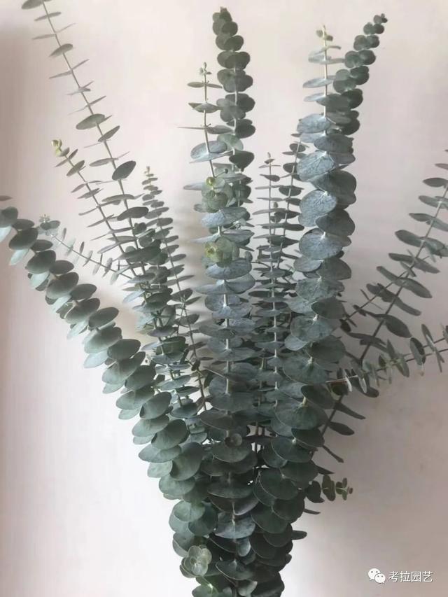 尤加利——灰桉（蓝宝贝）Eucalyptus crucis