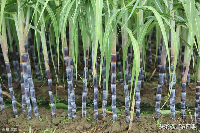 甘蔗栽培技术，种植方法教给大家，想要学习的别错过哟