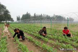 胡萝卜根种植方法(种植萝卜、胡萝卜和白菜，起垄和平地哪个好？原来一直都做错了)