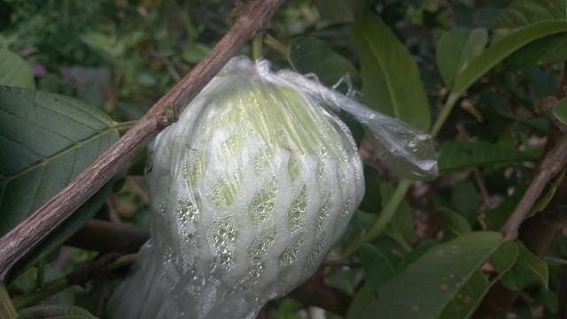 香甜可口的番石榴这样种植更高产，番石榴高产种植技术和管理要点