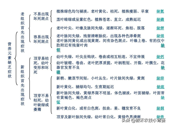 植物生长过程中出现这样不良表现，及时补充微肥就能解决了