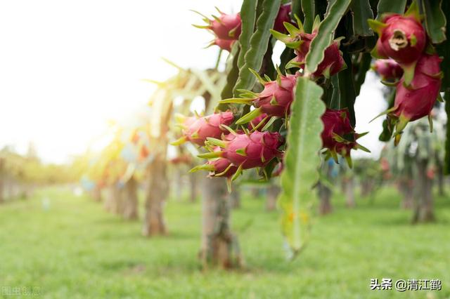 把控4个关键环节，火龙果“南果北种”一点儿也不难