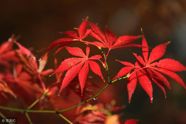 红枫树也能扦插，一年中这两个季节最适合