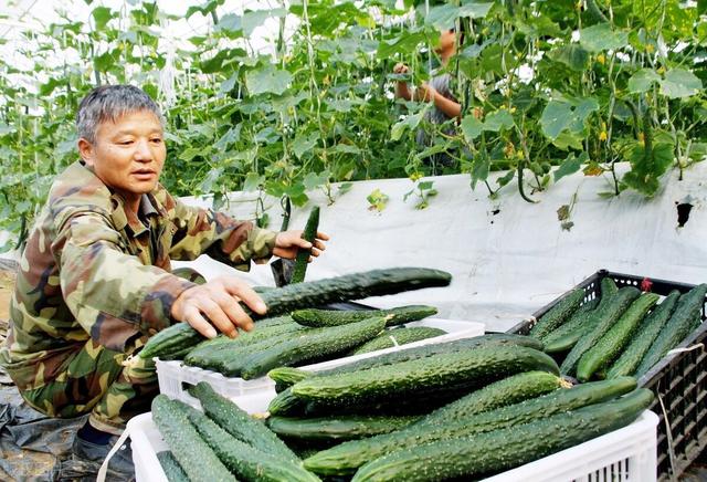 种植温室大棚为什么喜欢无土栽培种植？一文看懂国内外无土栽培