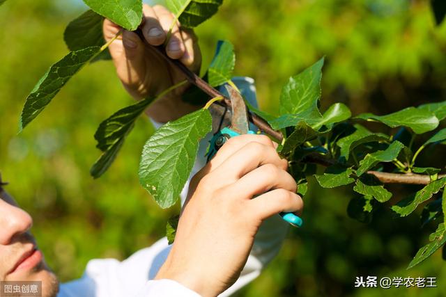 种植芒果，选种、定植、修剪这3大技术太重要了！很多果农不懂