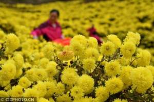 襄阳药材种植(湖北保康：菊花种植助农增收)