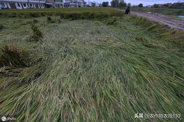 史上最实用、最接地气的水稻高产种植技术（种植大户看了不后悔）