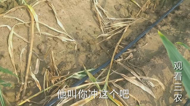 2021年种植大姜，烂脖子病很头疼究竟该怎么办？不能乱用药白花钱