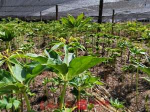 重楼种植的书(家家户户种重楼，剑川县马登镇甸所村，结出脱贫致富“金果果”)