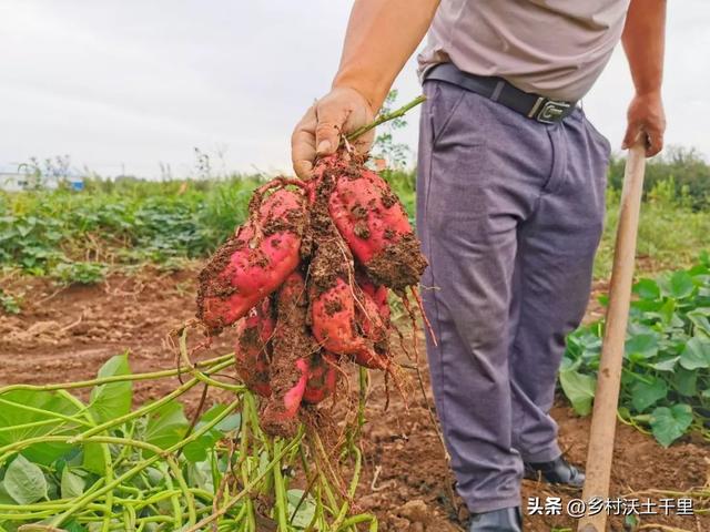 红薯什么时候种植最好？种植红薯要注意哪些问题？老农经验告诉你