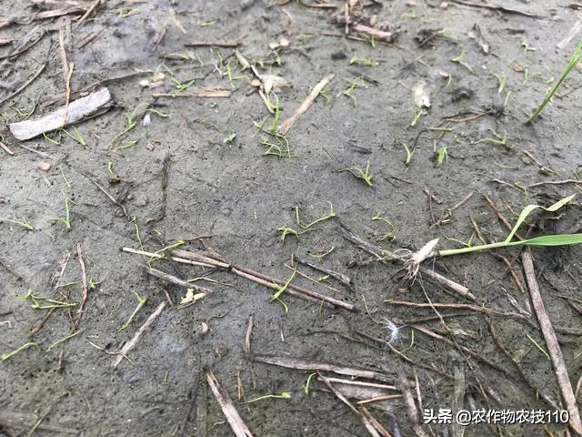 史上最实用、最接地气的水稻高产种植技术（种植大户看了不后悔）