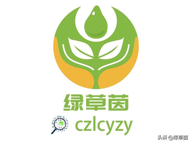 大叶女贞，终年常绿，花开香气四溢，是一种常见的绿化树种