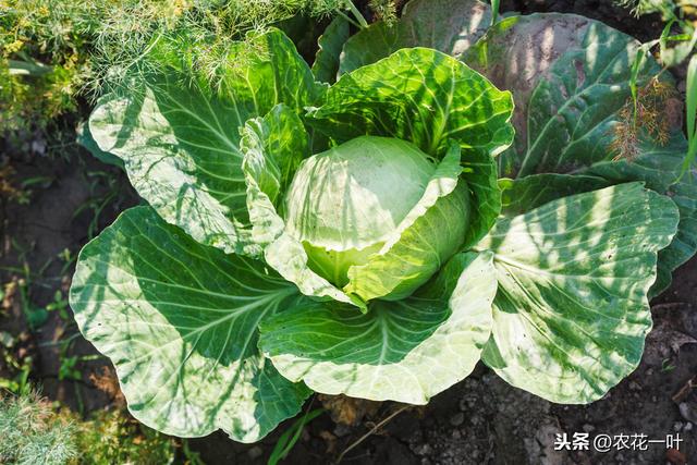 甘蓝栽培技术，及栽培定植后田间管理方面分析，一起来看看吧